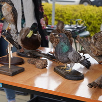 Ptaki-eksponaty muzealne