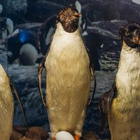 Zdjęcie pingwinów